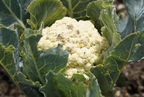100 Semillas De Coliflor + Instructivo