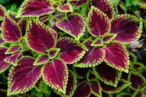 Semillas De Cretona - Coleus X 10 U.