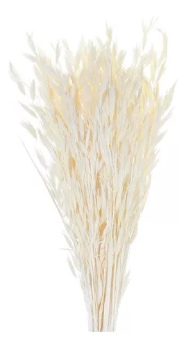 Yuarrent 1/6/10 Uds. Espigas de grano pequeñas frescas con simulación de  hierba ramo de flores flores secas decoración pastoral natural para el  hogar Flores artificiales beige Yuarrent HA6566-03B