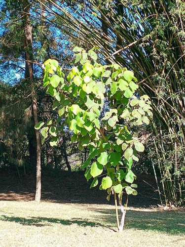 2 Mudas De Tapiá-guaçu - Alchornea Sidifolia