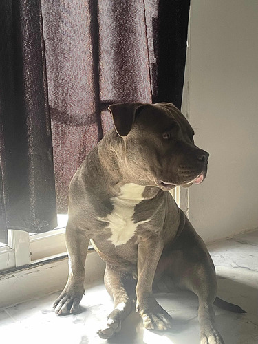 American Bully Blue Pocket - Servicio De Monta