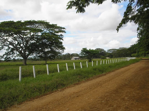 Imagen 1 de 15 de Finca En La Alegría En Yaracal Cerca De Tucacas