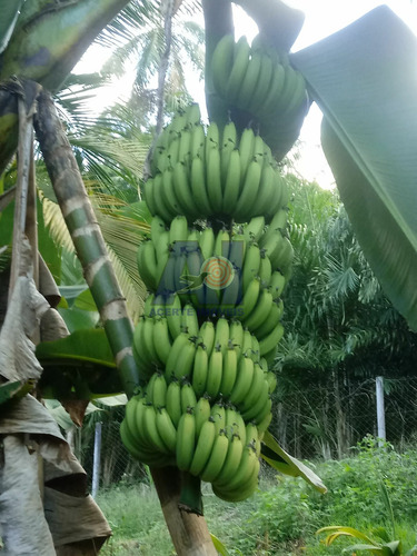 Imagem 4 de 24 de Chácara À Venda No Bairro Santa Luzia - Jaraguá Do Sul/sc - C1022
