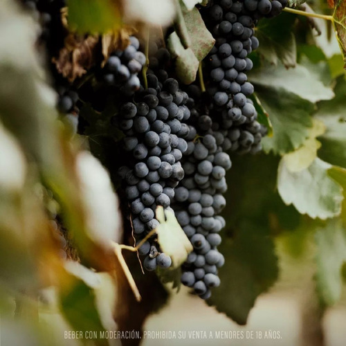 Imagen 4 de 10 de Vino El Esteco Partida Limitada Chañar Punco Malbec Caja X 3