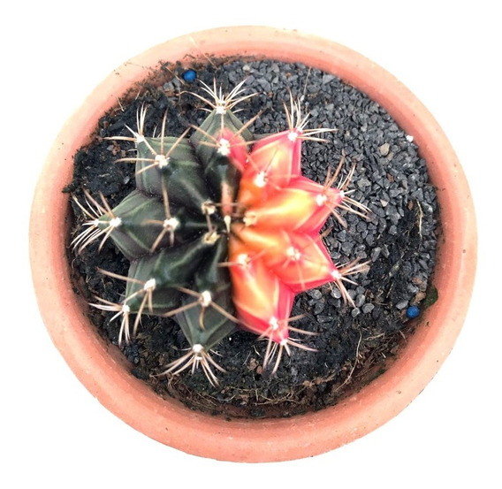 Cactos Vermelho Gymnocalycium | MercadoLivre 📦