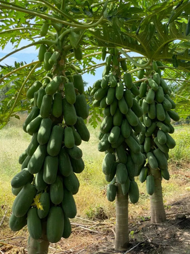 1000 Semillas De Papaya Maradol F1 (original)
