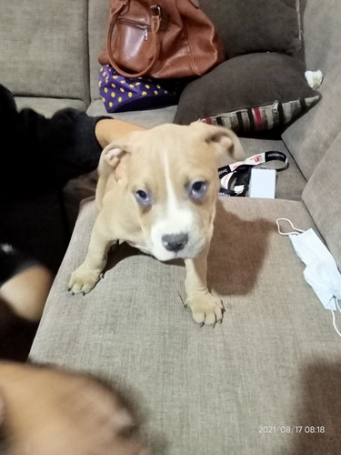 Imagen 7 de 7 de Cachorros Pitbull American Bullin