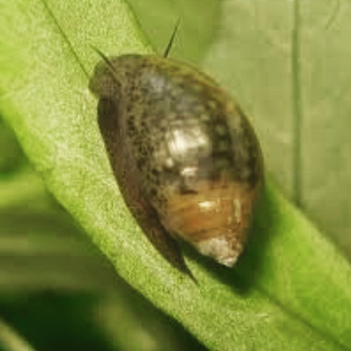 Caracoles Physella Acuta X5. Envío