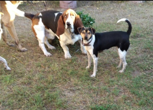 Imagen 3 de 5 de Guarderia Canina Ciudad De La Costa,hotel, Pensionado Perros