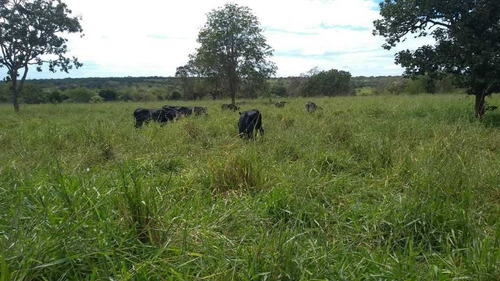 Imagem 7 de 20 de Fazenda 198 Hectares Agricultura E Pecuaria Curvelo Mg - 7604