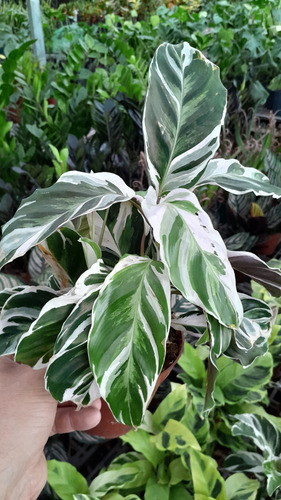 Calathea White Fushion , Exótica Y Bella.
