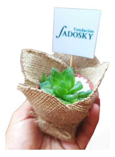 10 Souvenir Mini Cactus Suculentas Plantitas Eventos Isiflor