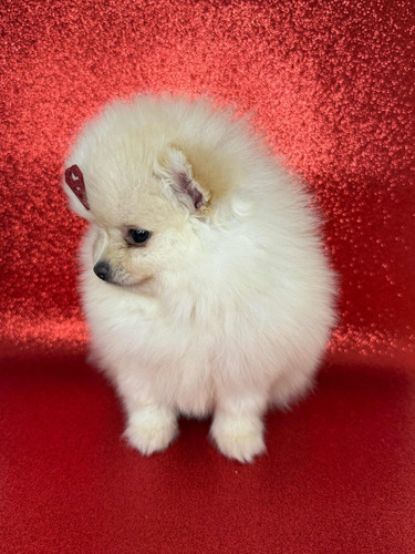 Spitz Alemão Anão / Lulu Da Pomerania - Machos