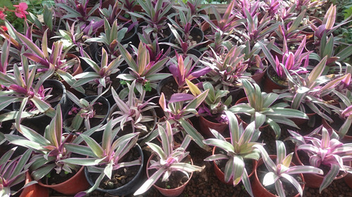 Imagen 5 de 5 de Tradescantia Spathacea (10 Unidades)