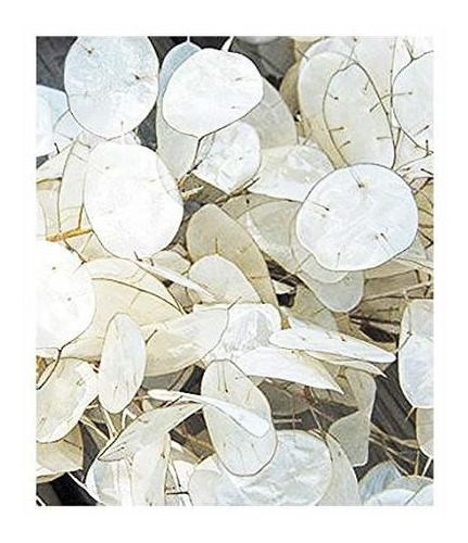 Lunaria   Semillas Para Plantas De Dinero   Marde Ross & ; C