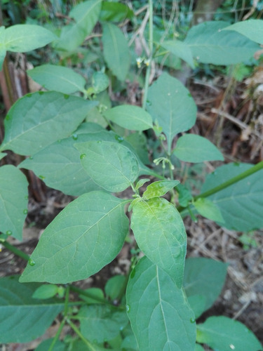 100semilla Yerbamora Chiapas Guiso Exótica Huerto Culebrilla (Usado)