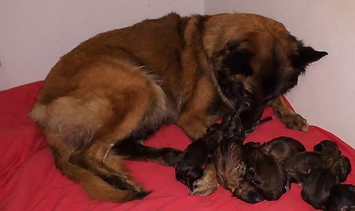Imagem 5 de 9 de Pastor Belga Malinois