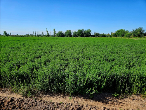 Venta Finca 20 Hectareas Apto Pistachos Altos Del Olvido Mendoza