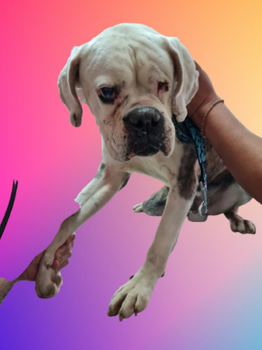 Boxer Lucio, Rescatado Del Abandono, Necesita Amor, 8 Añitos
