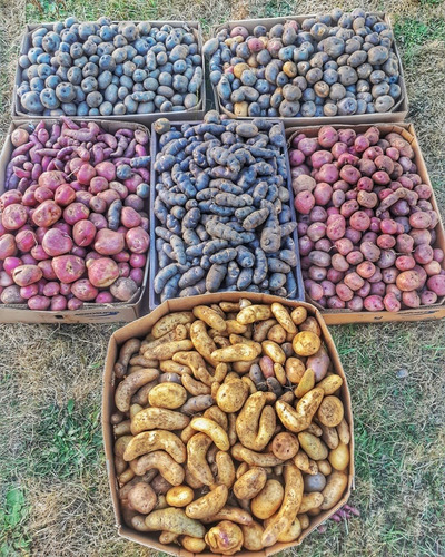 Papas Chilotas Nativas ( 5 Kg) - El Huerto De Chiloé