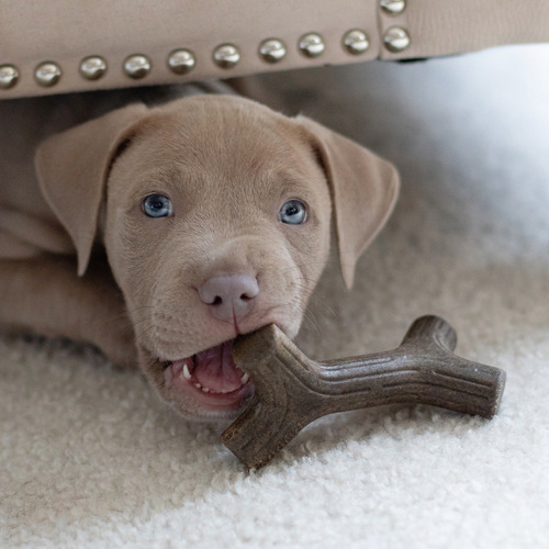 Imagen 4 de 10 de Benebone Puppy Maplestick/bacon Zag 2-pk Juguete Perro Hueso