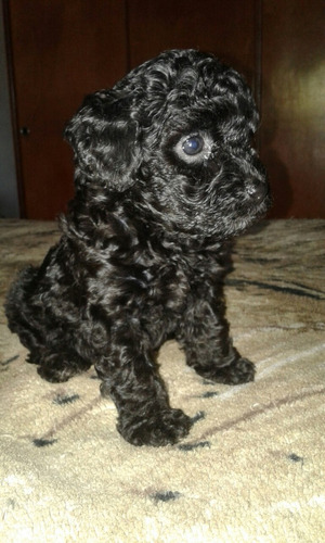 Caniche Mini Toy Negro Re Tiernos Mercado Libre