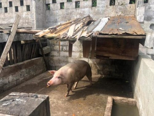 Imagem 29 de 30 de Mini Sitio Em Itanhaém, No Bairro Indaia, Com Baias, Cômodos Amplos, Quintal Para Plantação, Criação De Animal De Pequeno Porte, Aceita Carro Como Parte Do Pagamento Ref: 6742/ac