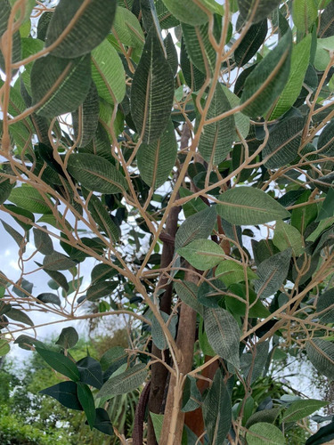 Ficus Árbol Planta Artificial Grande Exterior 2.40 Mts