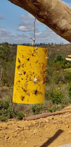 12 Und Armadilha Amarela Contra Insetos + Arame + 2lt Adubo
