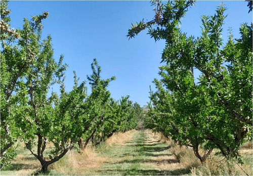 Campo - Caleu Caleu