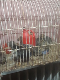 Aves Gallos Kikirikis Mercadolibre Com Ar Aves Gallos Kikirikis Mercadolibre Com Ar
