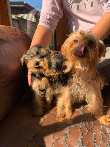 Yorkshire Terrier 