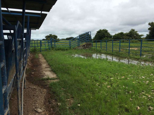 Imagen 7 de 21 de Finca Cerca De Rio Tiznado A 50 Km De Calabozo