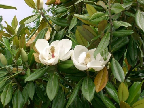 Sementes Flor Magnolia Grandiflora Árvore Rosa P/ Mudas