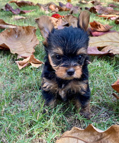 Yorkie