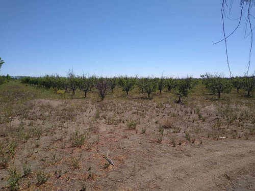 Finca Campo En Mendoza General Alvear