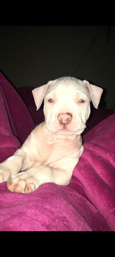 Imagem 5 de 5 de Filhotes De American Bully