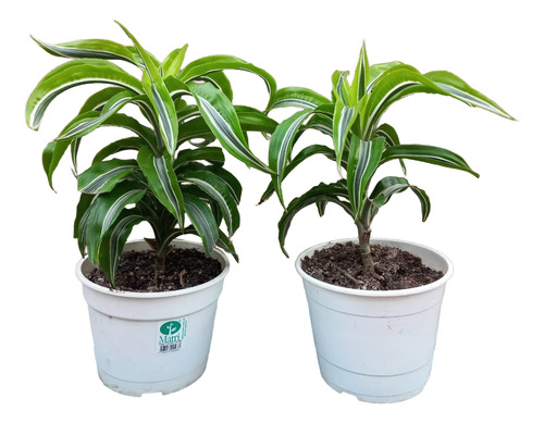 Planta Interior Dracaena Lemon Lime En Maceta N17