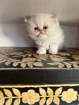 Comprar Gatos Persa Himalayo