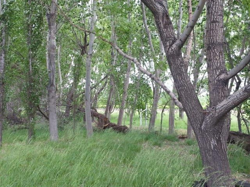 Imagen 16 de 19 de Finca 14 Ha - Cañada Seca - San Rafael- Mendoza