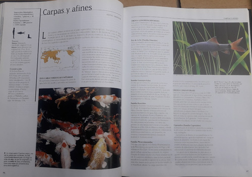 El Mundo De Los Animales Los Peces National Geographic Usado (Usado)