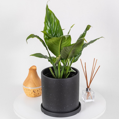 Plantas De Interior - Spathiphyllum - Cuna De Moisés