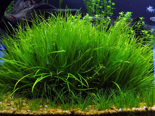 Plantas Para Acuario Blyxa Japonica