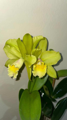 Cattleya Amarilla Adulta Con Flor