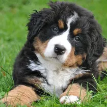 Comprar Boyero De Berna Cachorros Puros 100% Robustos, Puros Y Sanos