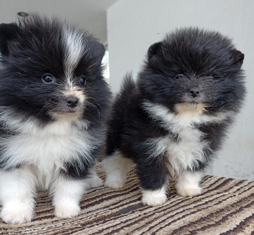 Pomerania Merles Y Particolor Minis. Merle Y Particolor
