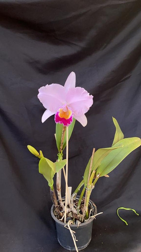 Orquídea Cattleya Trianae Xisto Tipo