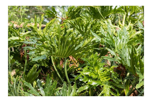 Muda De Guaimbê - Ideal Para Jardins E Decoração