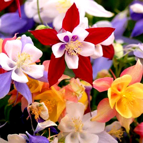 Imagen 2 de 5 de Semillas Aquilegia Mc Kana Gigante 3gr (2400 Semillas Aprox)
