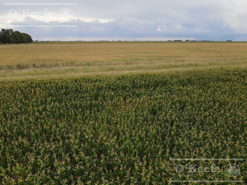 Imagen 2 de 16 de Campo 100% Agrícola - 1000 Has En General Lamadrid